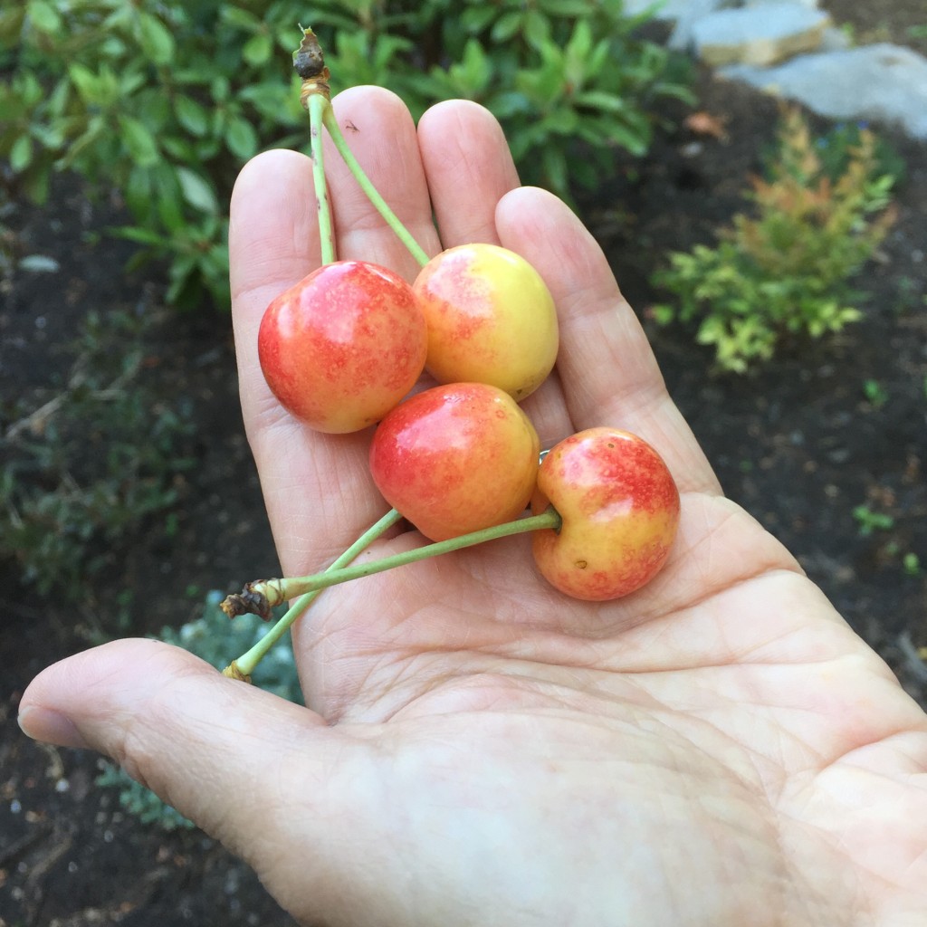 hand holding four red and yellow cherries