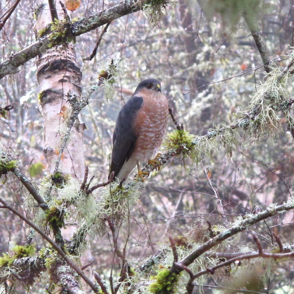 sharp-shinned hawk sitting in a tree